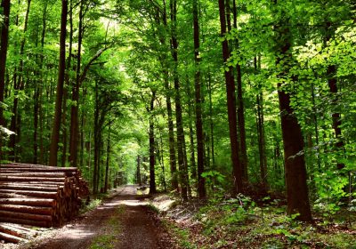BestHarvest- Projektbeschreibung